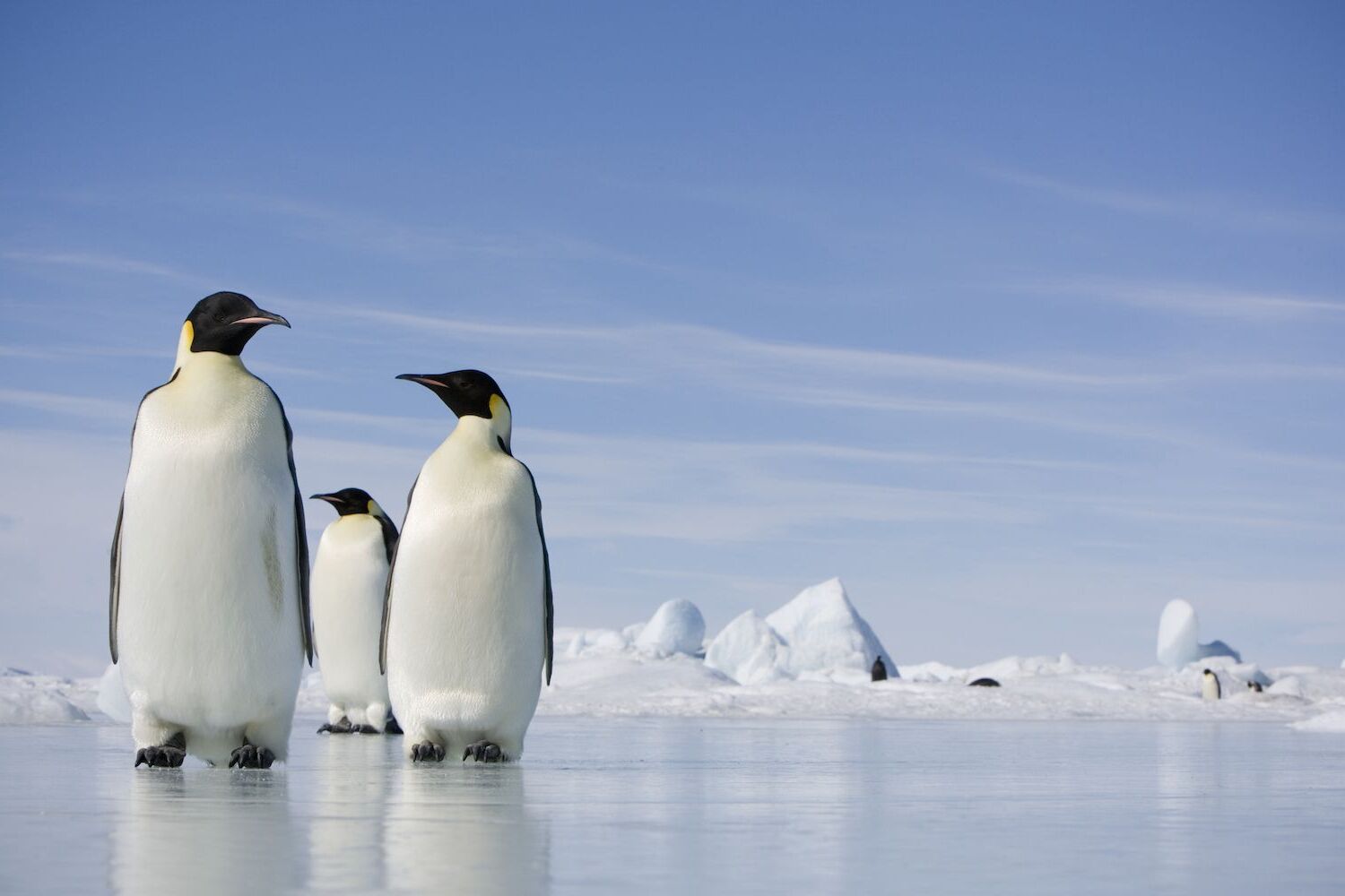 Antarctica Day December 1