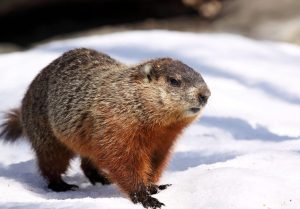 Celebrating National Groundhog Day February 2