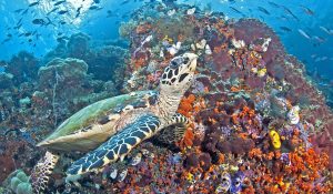 Coral Triangle Day June 9