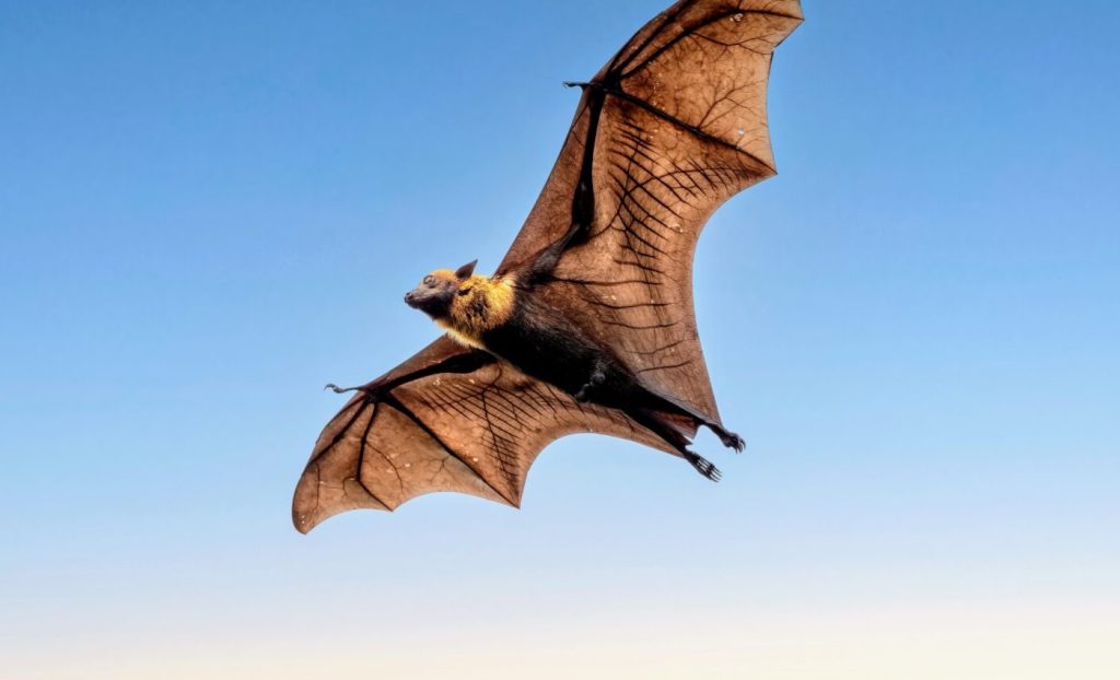 international-bat-appreciation-day-april-17