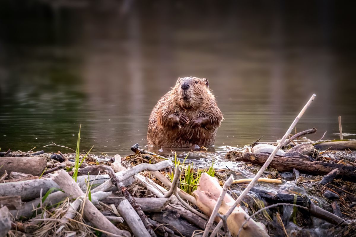 International Beaver Day April 7