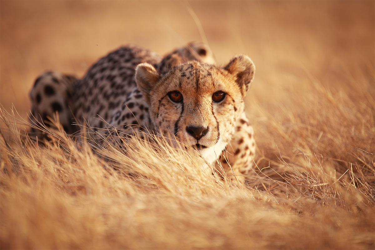 International Cheetah Day December 4