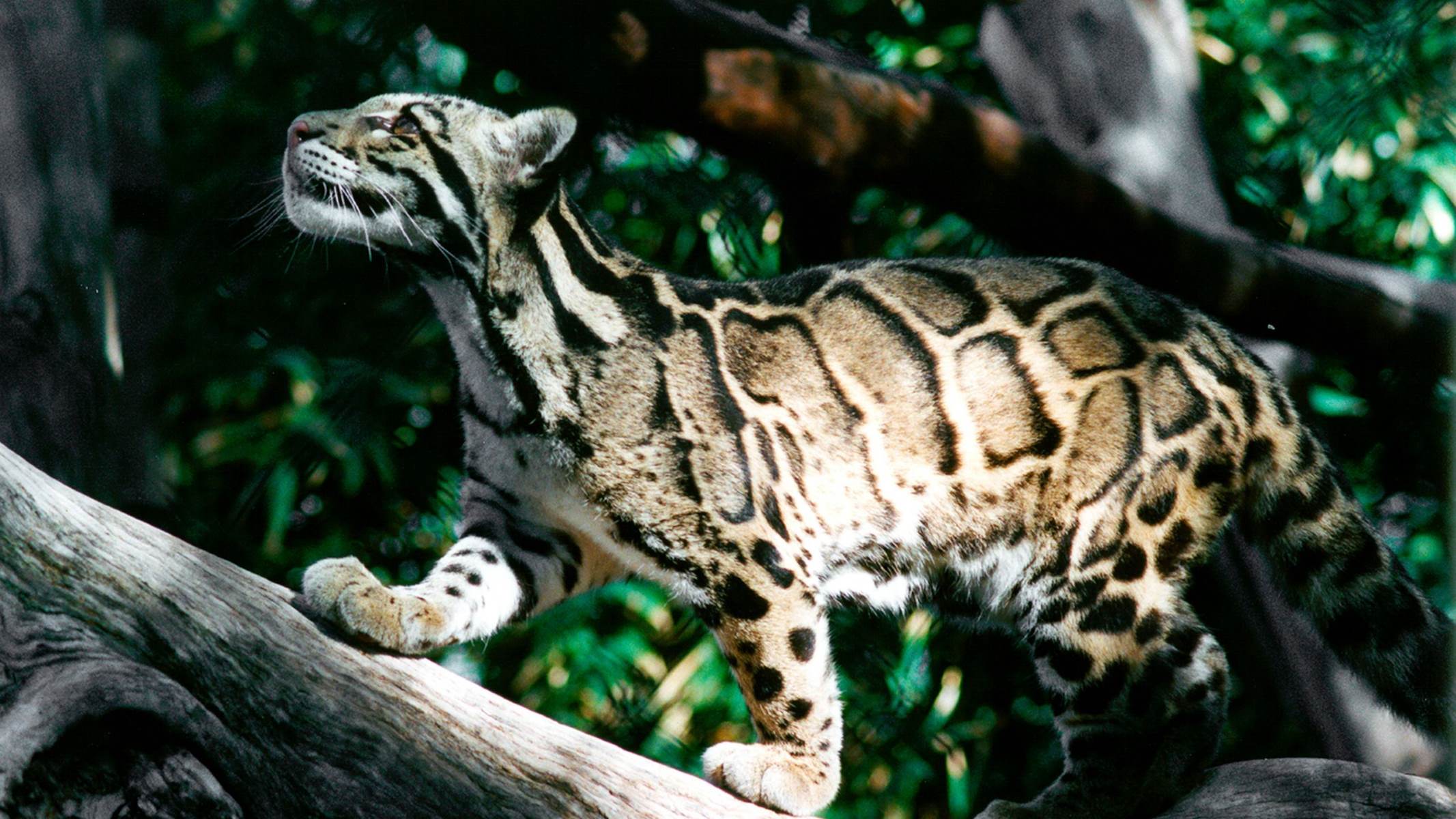 international-clouded-leopard-day-august-4