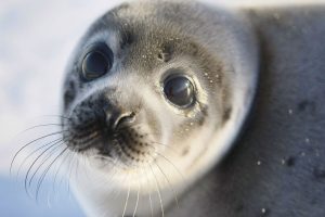 International Day Of The Seal March 22