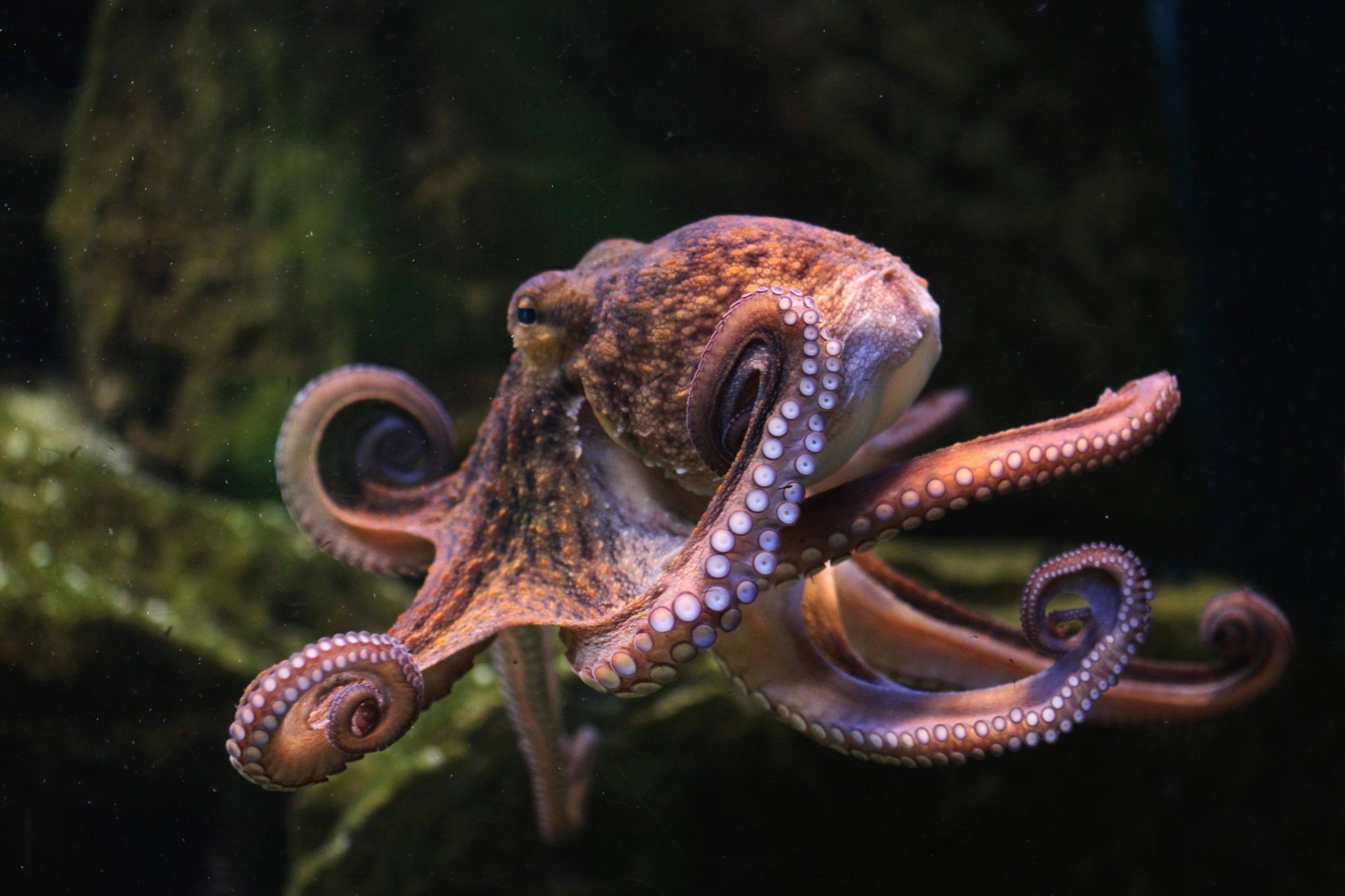 International Octopus Day October 8