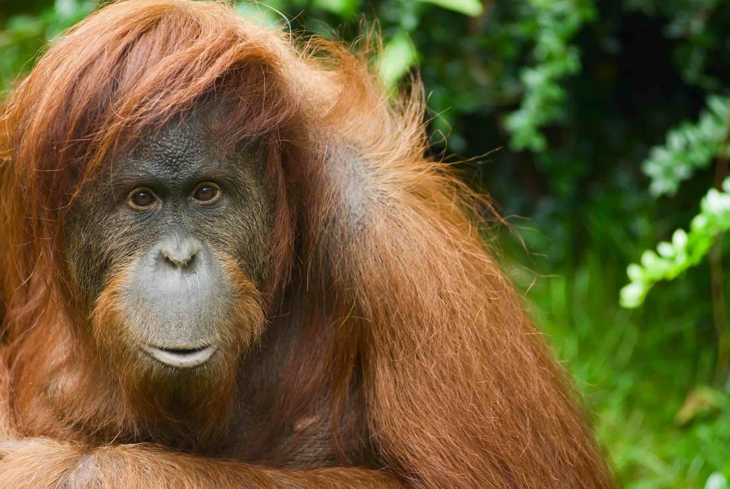 International Orangutan Day August 19