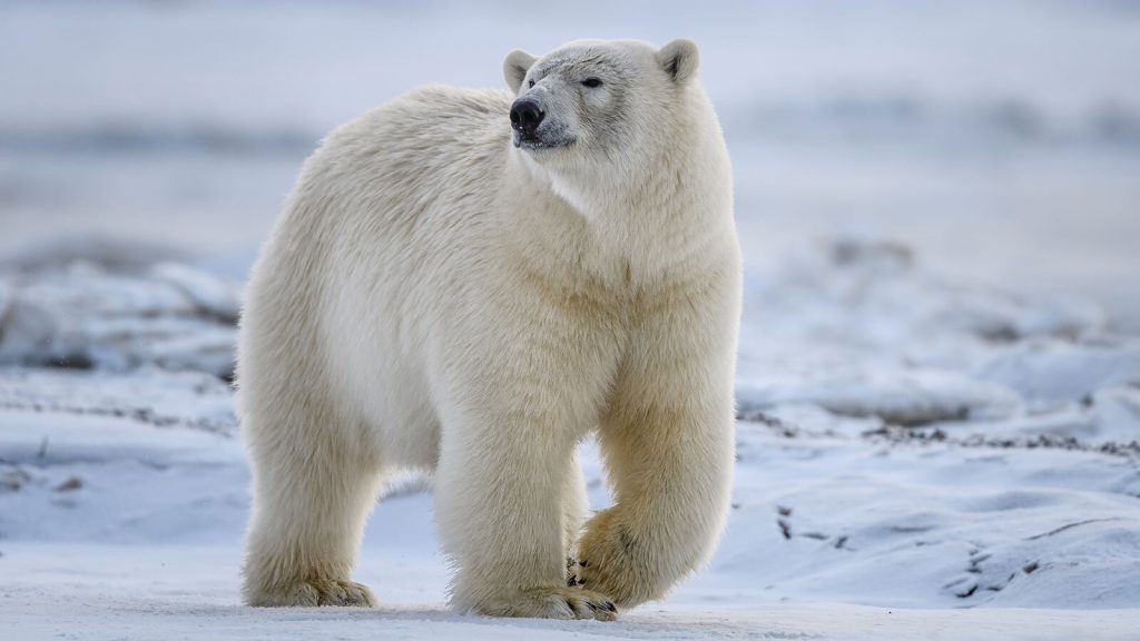 international-polar-bear-day-february-27