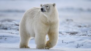 International Polar Bear Day February 27