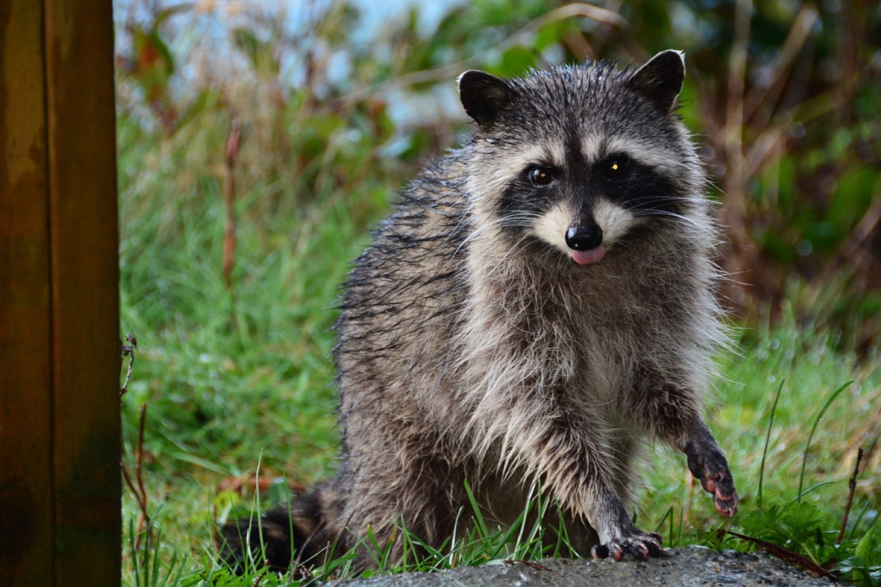 International Raccoon Appreciation Day October 1