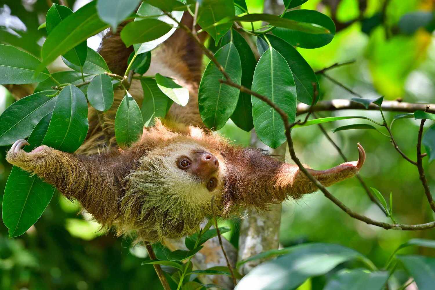 International Sloth Day Third Saturday In October 2