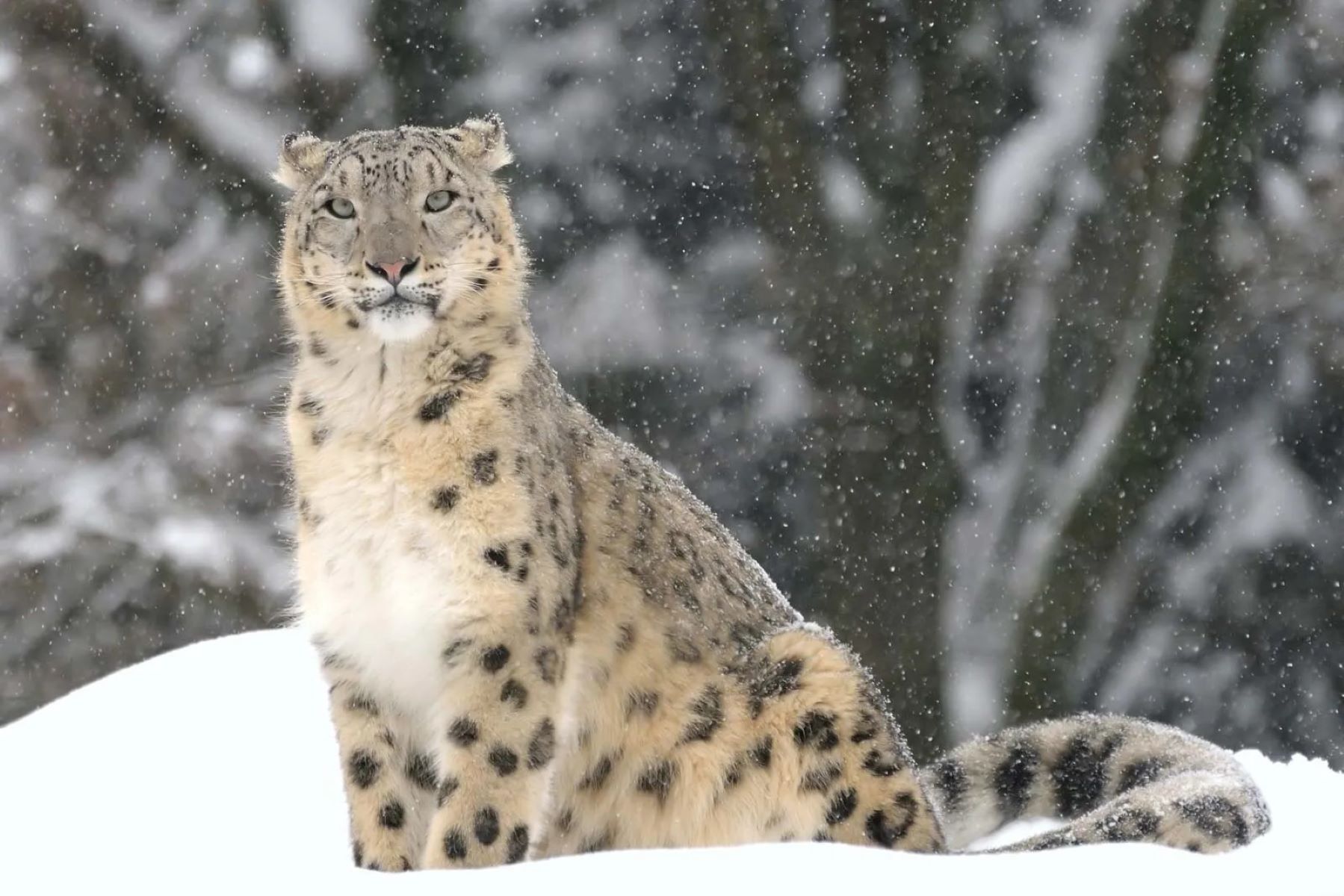 International Snow Leopard Day October 23