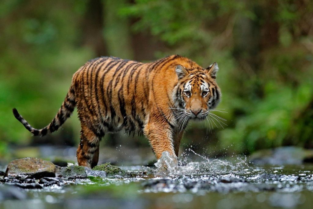 international-tiger-day-july-29