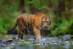 International Tiger Day July 29