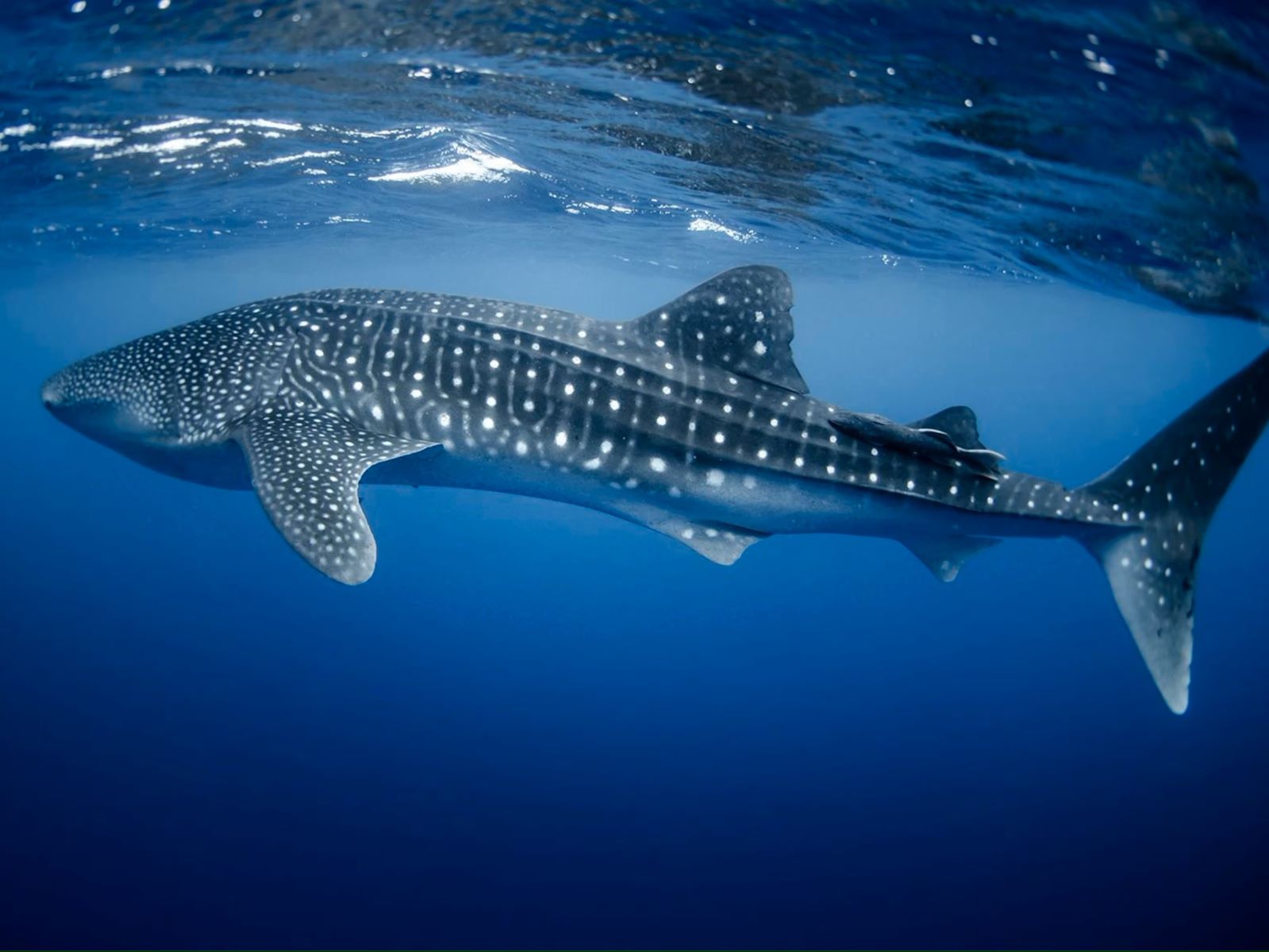 International Whale Shark Day August 30