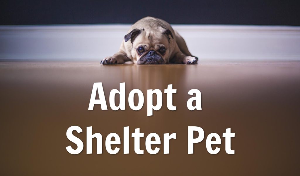 national-adopt-a-shelter-pet-day-april-30