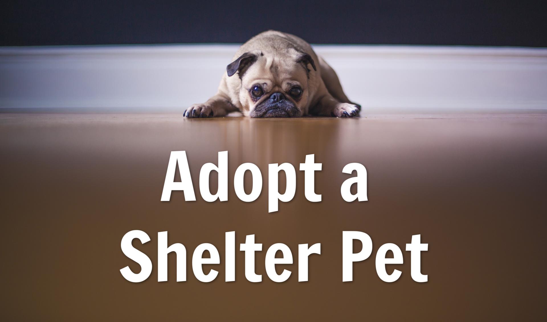 National Adopt A Shelter Pet Day April 30
