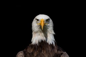 National American Eagle Day June 20