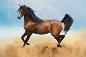 National Arabian Horse Day February 19