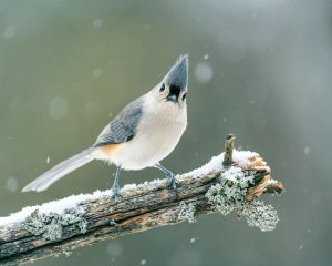 National Audubon Day April 26