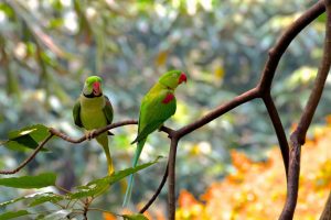 National Bird Day January 5