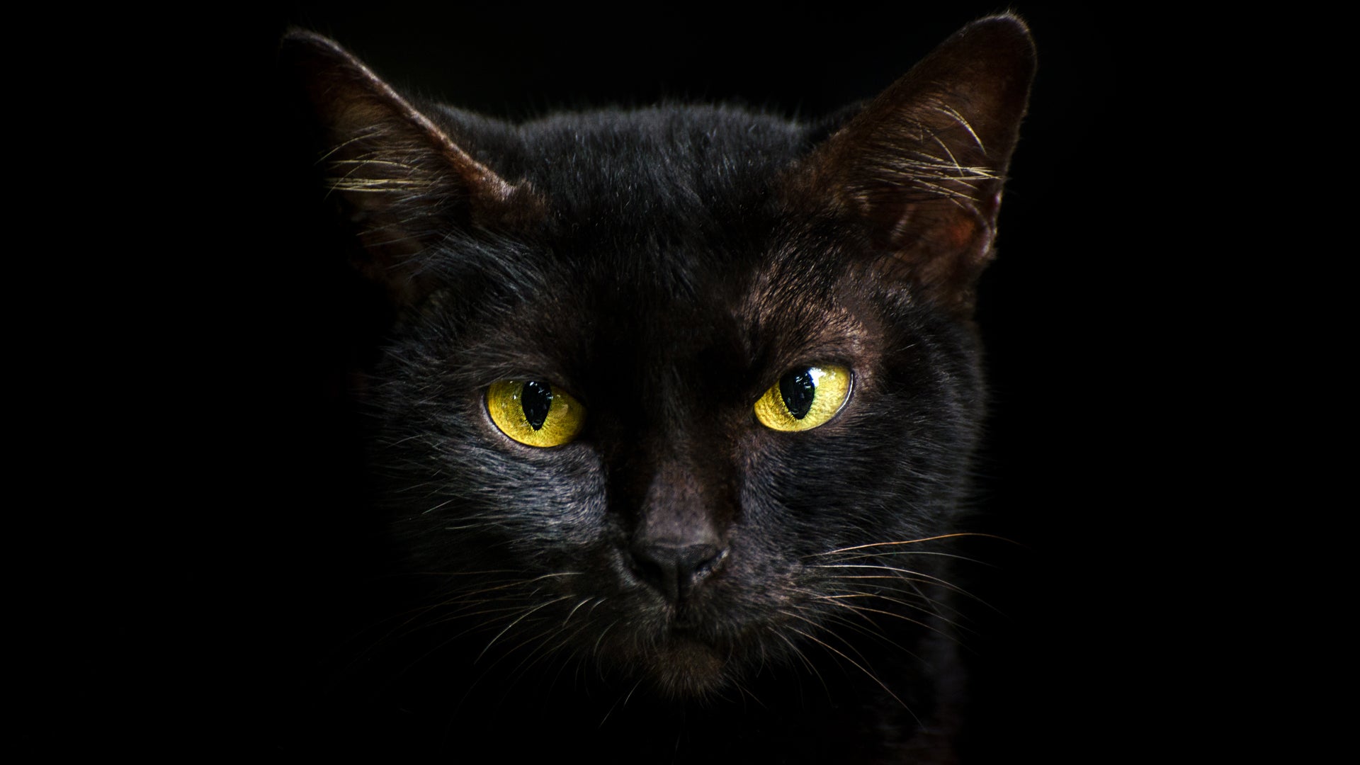 national-black-cat-day-october-27