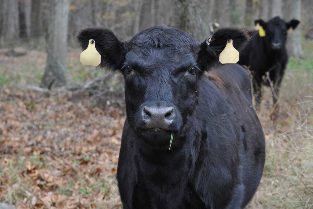 national-black-cow-day-june-10