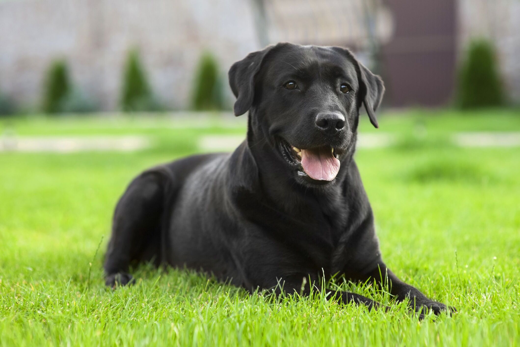 National Black Dog Day October 1