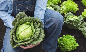 National Cabbage Day February 17