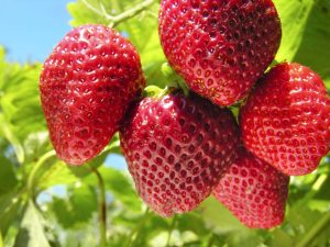 National California Strawberry Day March 21