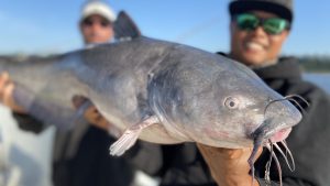 National Catfish Day June 25