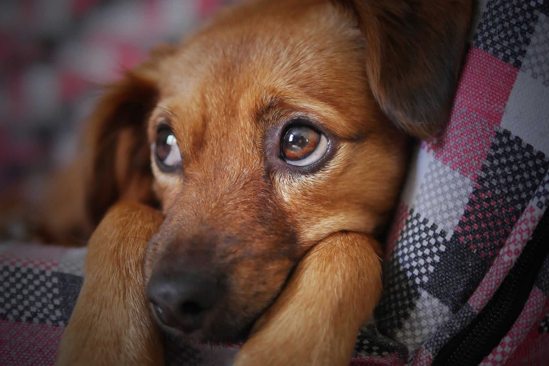 National Checkers Day And Dogs In Politics Day September 23