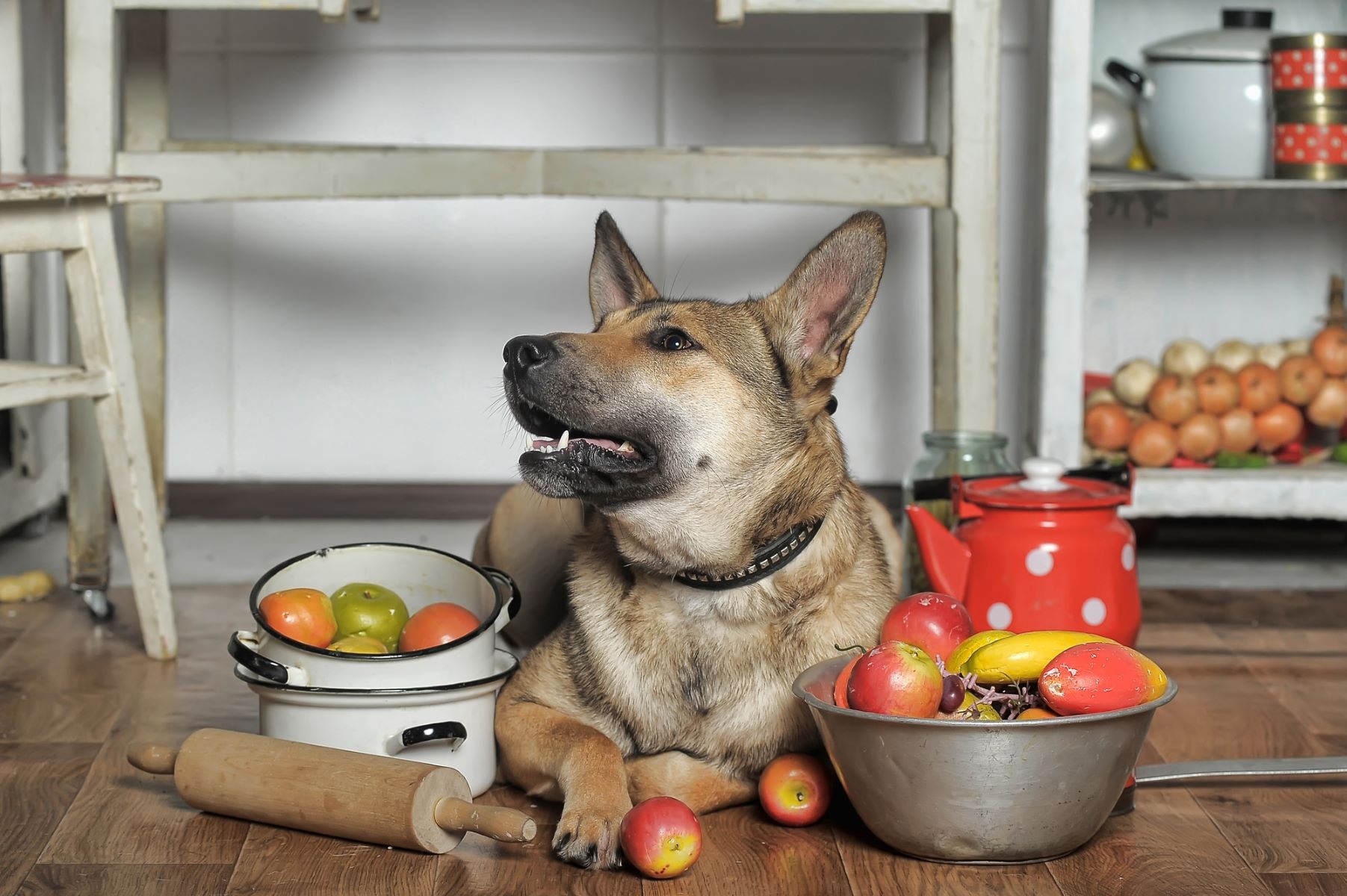 National Cook For Your Pets Day November 1