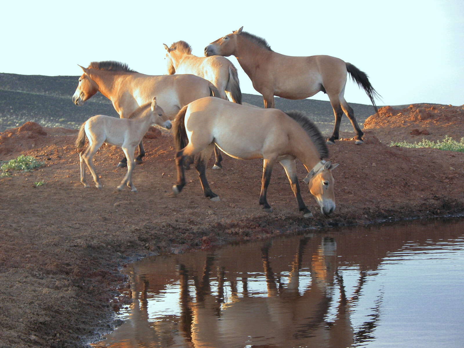 National Day Of The Horse December 13