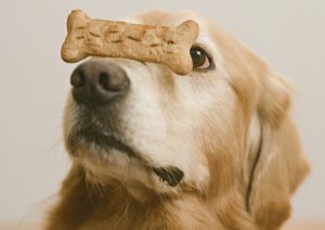 National Dog Biscuit Day February 23