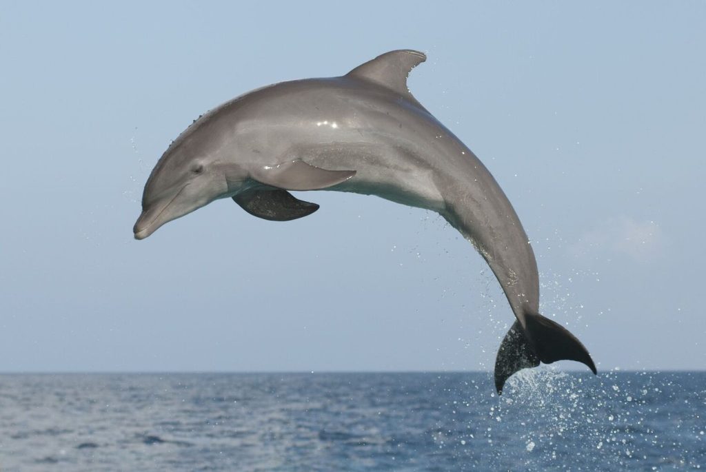 national-dolphin-day-april-14