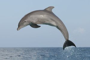 National Dolphin Day April 14