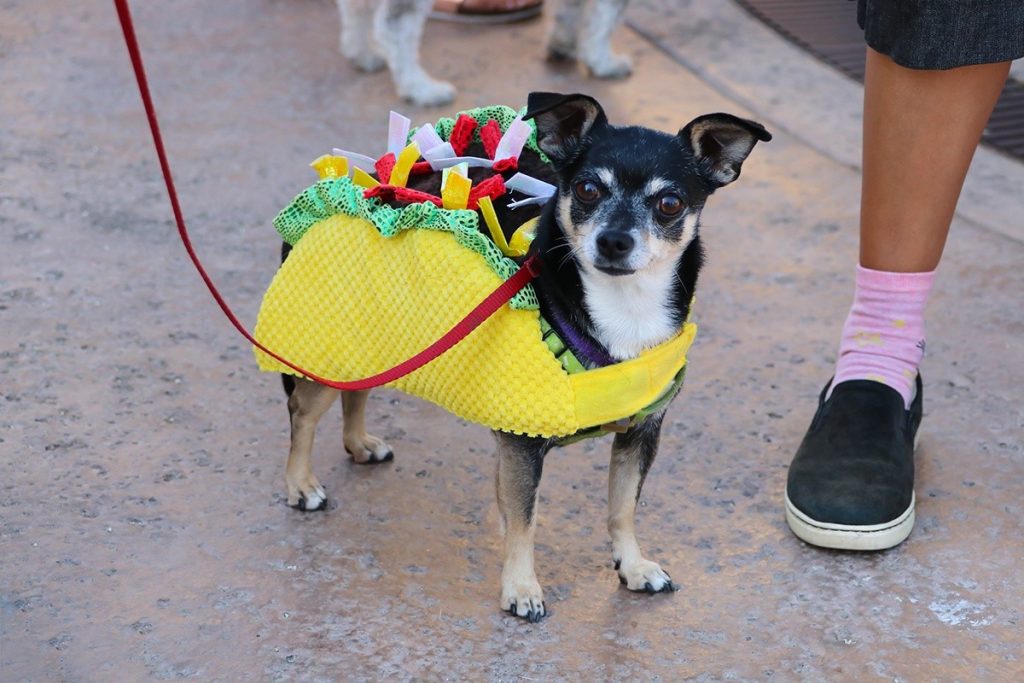 national-dress-up-your-pet-day-january-14