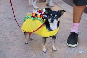 National Dress Up Your Pet Day January 14