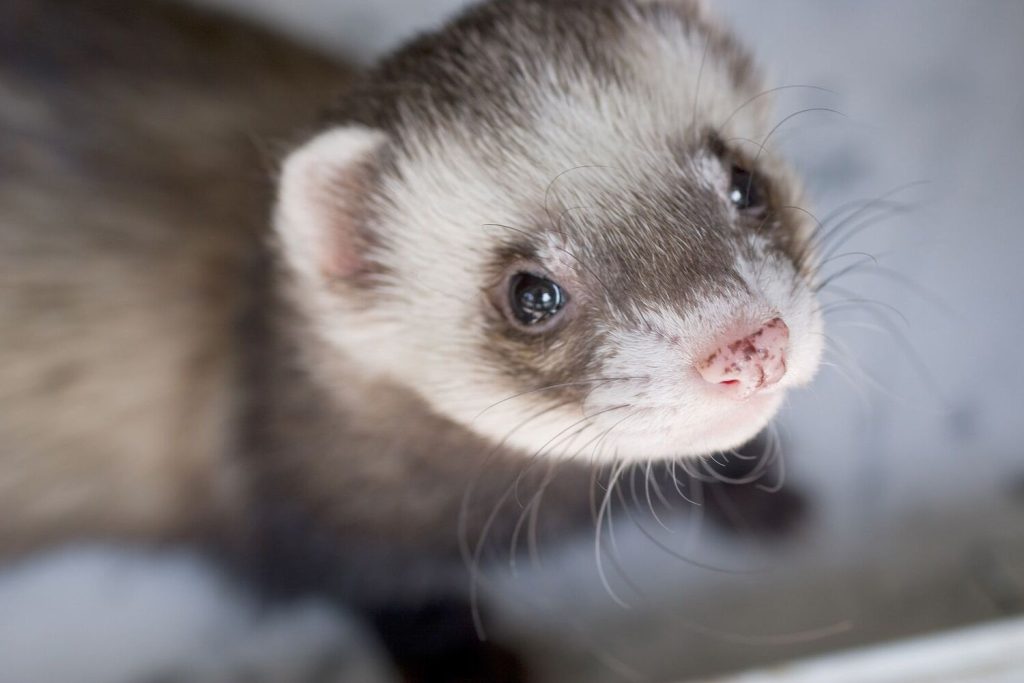 national-ferret-day-april-2