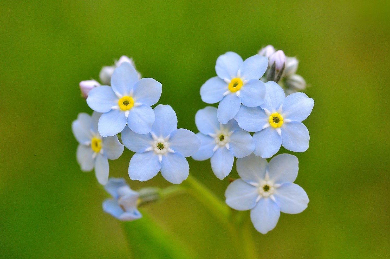 National Forget Me Not Day November 10