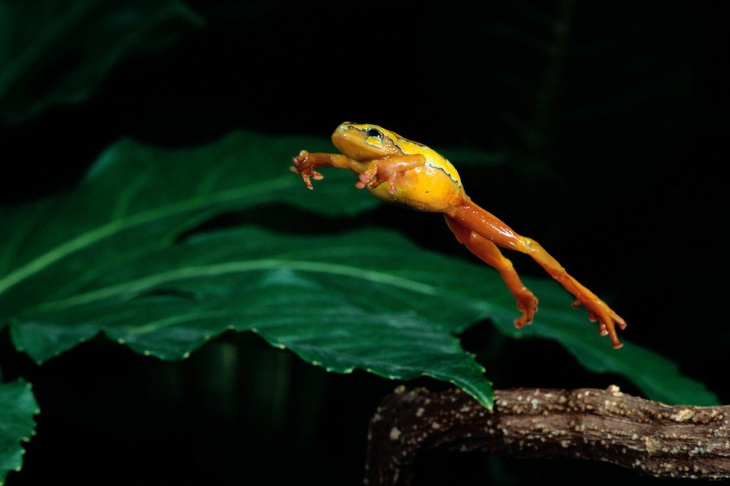 national-frog-jumping-day-may-13