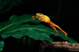 National Frog Jumping Day May 13