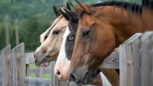 National Help A Horse Day April 26