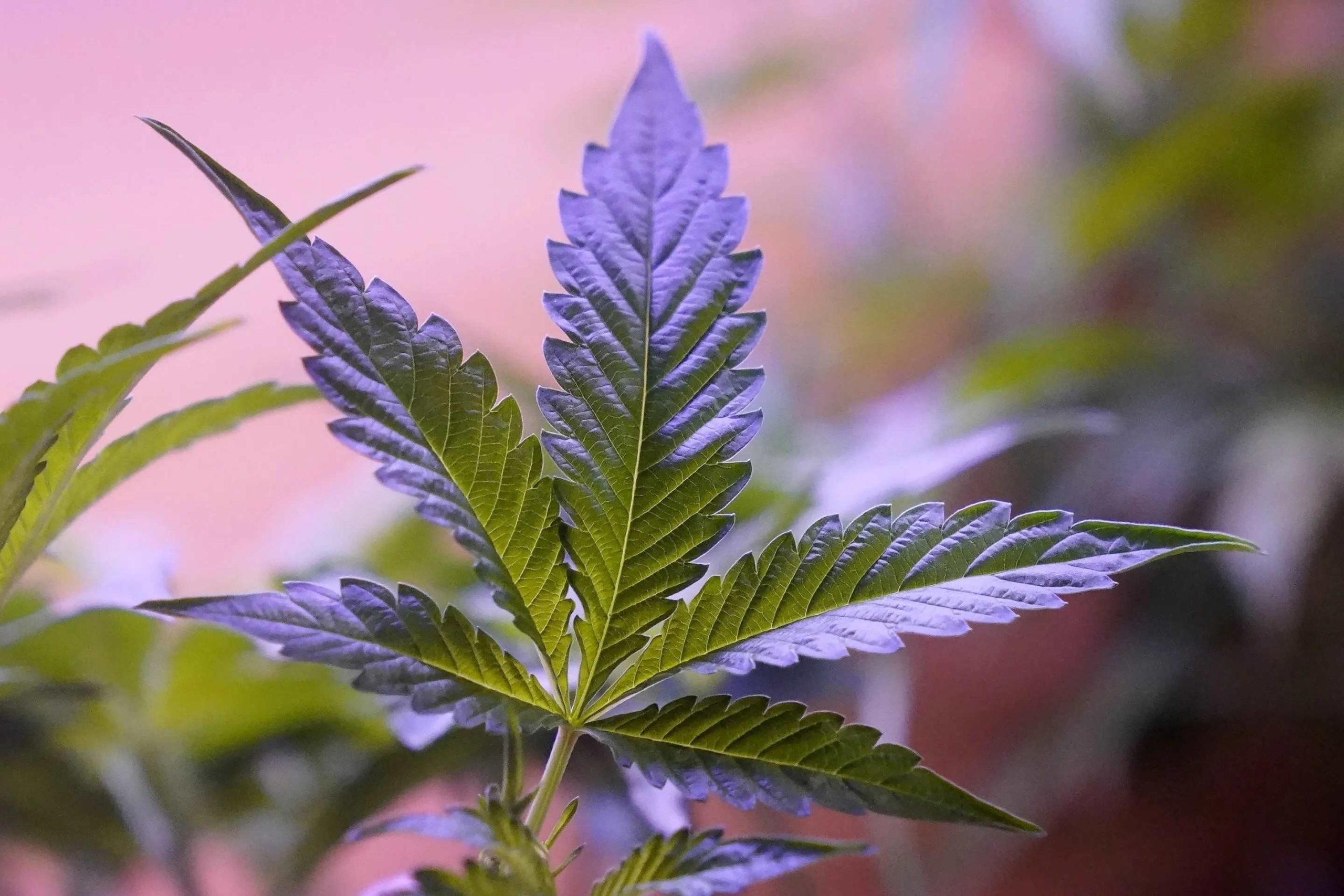 National Hemp Day February 4