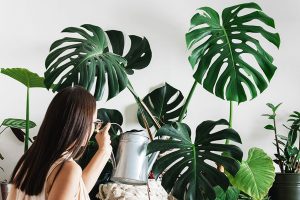 National Houseplant Appreciation Day January 10