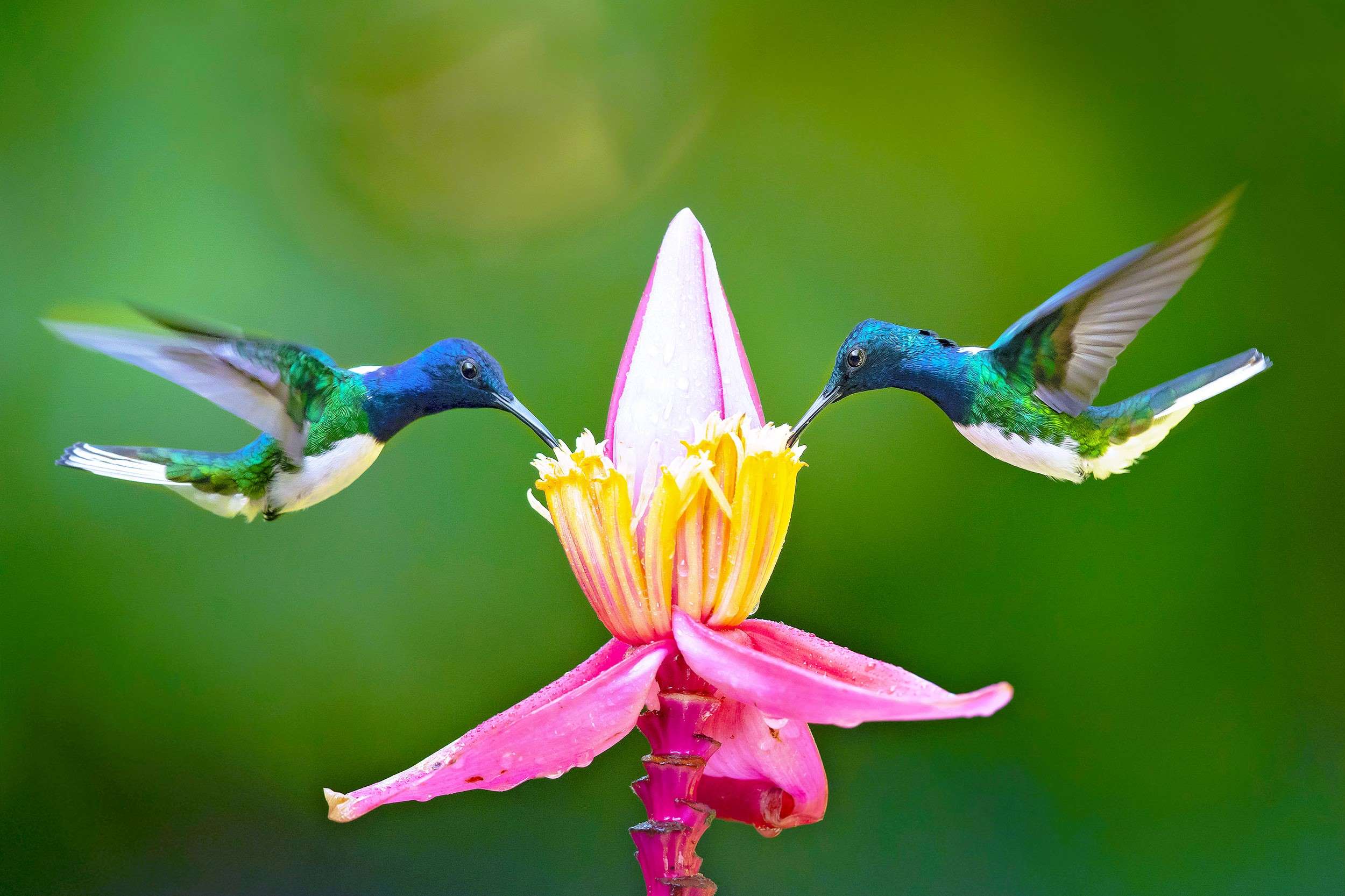 National Hummingbird Day September 2