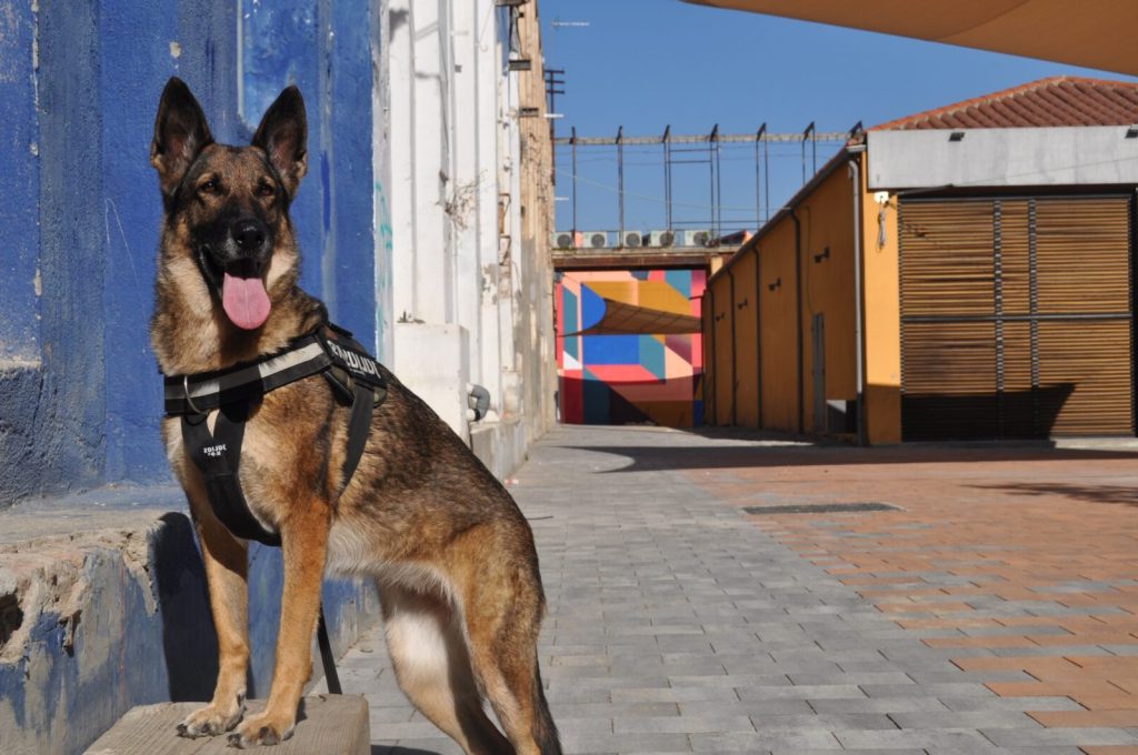 national-k9-veterans-day-march-13