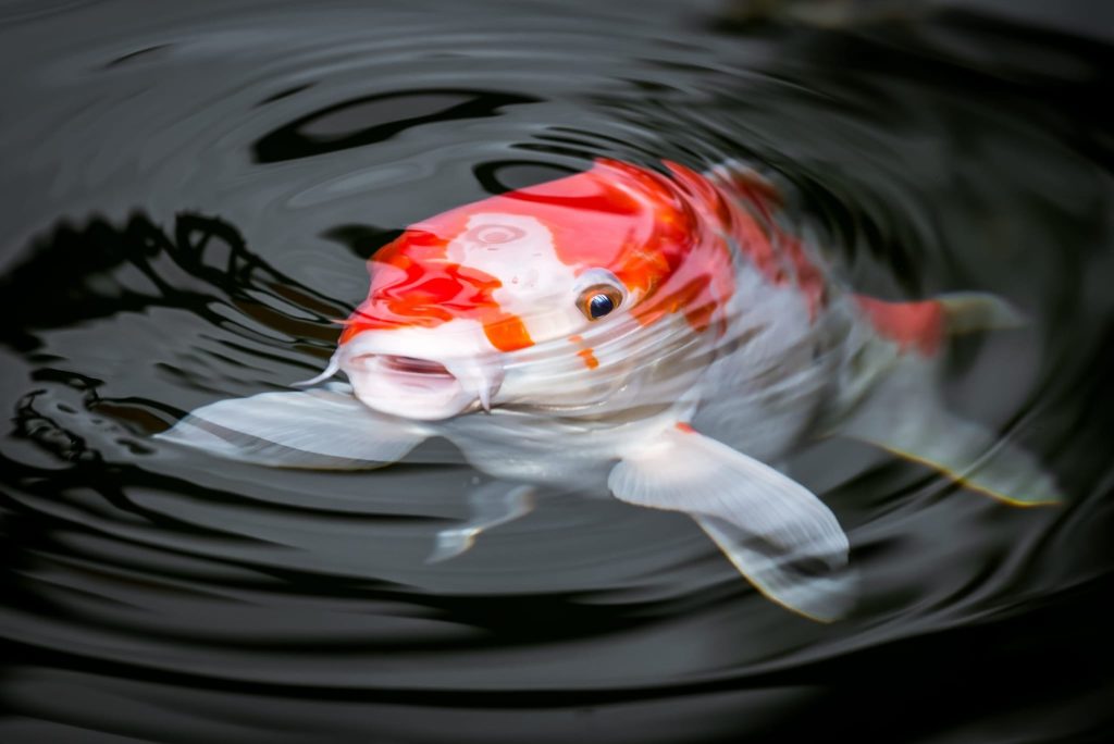 national-koi-day-july-7