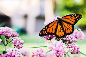 National Learn About Butterflies Day March 14