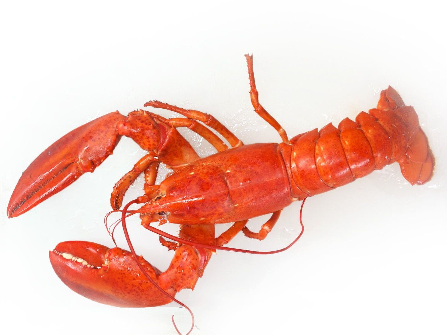 National Lobster Day September 25